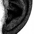 Ear of Josef Hofmann