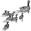 Ducks Swimming (2)