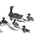Black Mallard Ducks