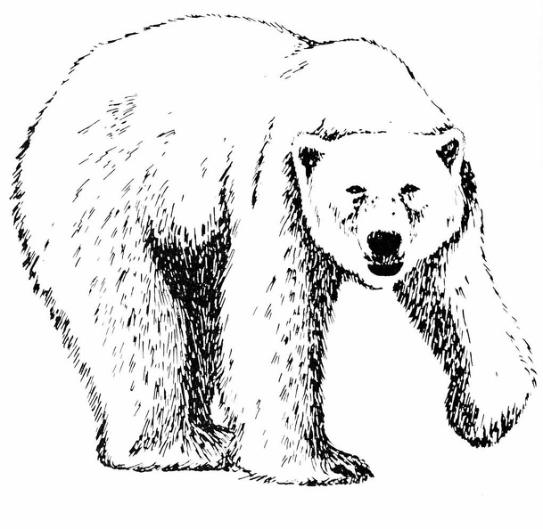 Polar Bear 2.jpg