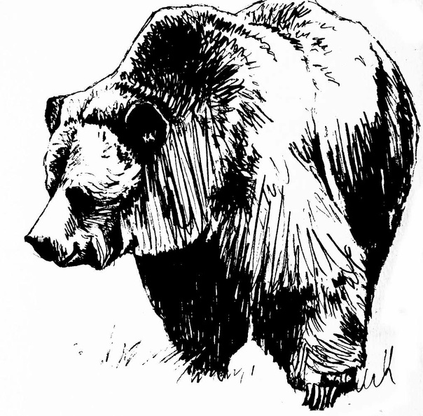 Grizzly Bear.jpg