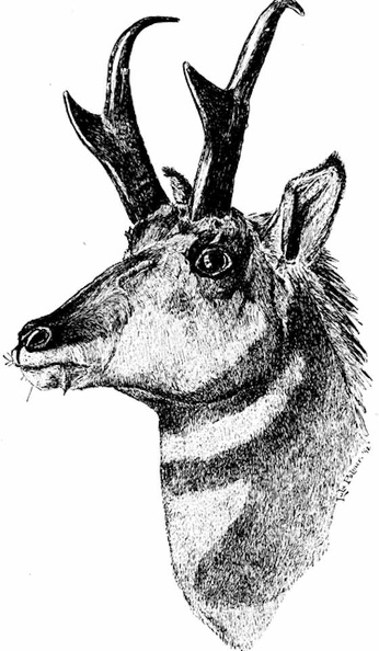 Head of Prong-horn Antelope.jpg