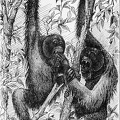 A Fight in the Tree-tops.jpg