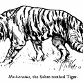 Machairodus, the Sabre-toothed Tiger