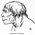 Neanderthaler or Mousterian