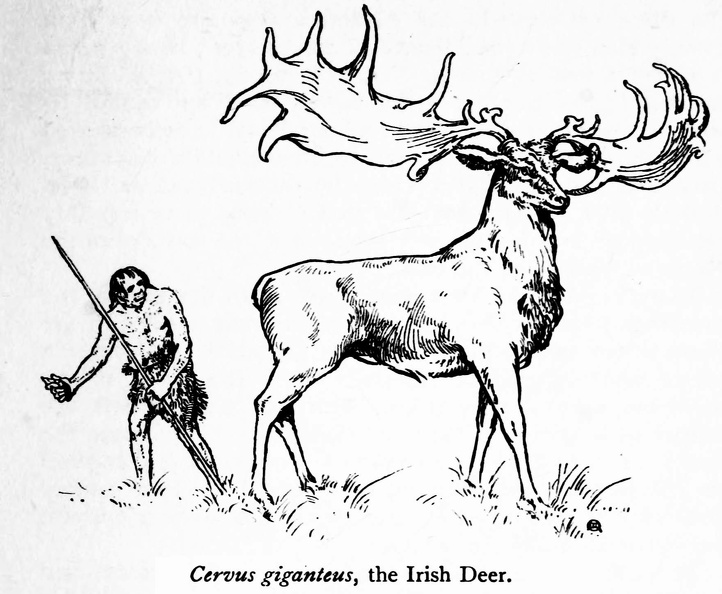 Cervus giganteus, the Irish Deer.jpg