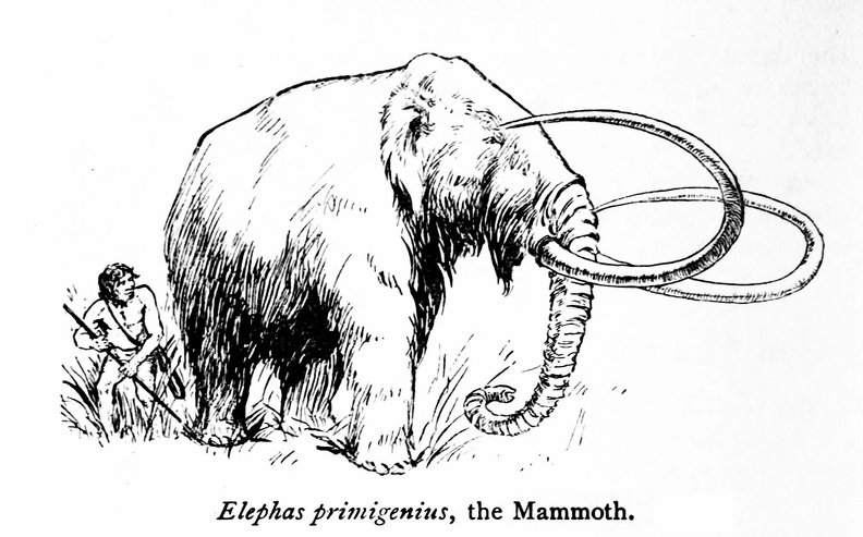 Elephas primigenius, the Mammoth.jpg