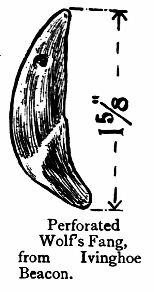 Perforated Wolfès Fang, from Ivinghoe Beacon.jpg
