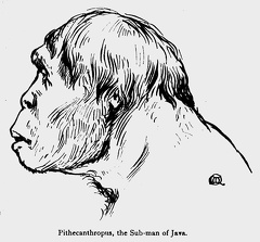 Pithecanthropus, the Sub-man of Java