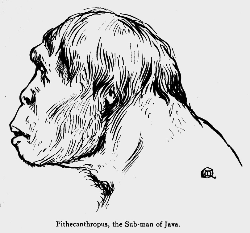 Pithecanthropus, the Sub-man of Java.jpg