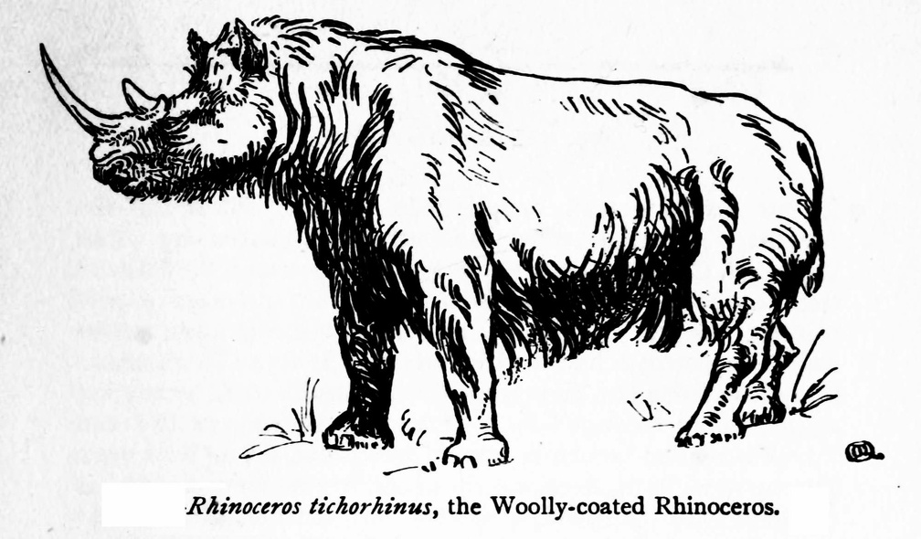 Rhinoceros tichorhinus, the wooly-coasted Rhinoceros.jpg