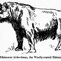Rhinoceros tichorhinus, the wooly-coasted Rhinoceros