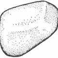 Sketch of a gastrolith—the gizzard stone of an ancient reptile