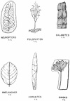 Fossil plants—tracheophytes