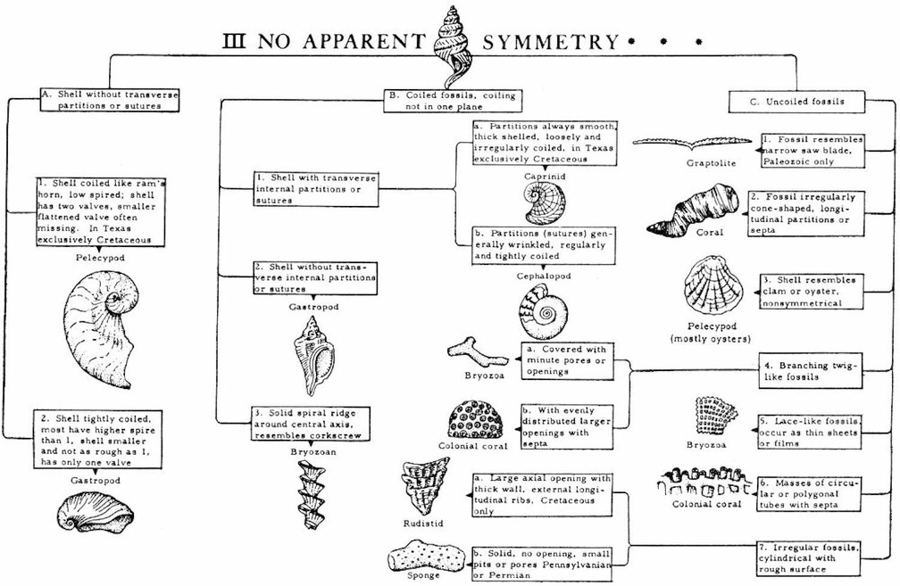 Fossil Identificaton Chart - III No apparent Symmetry
