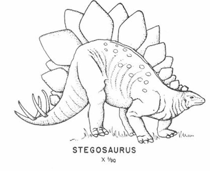 Ornithischian dinosaurs - Stegosaurus.jpg