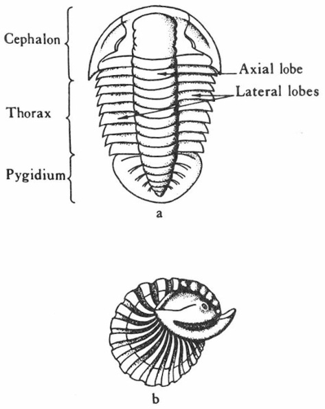 Morphology and principal parts of trilobites.jpg
