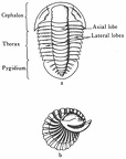 Morphology and principal parts of trilobites