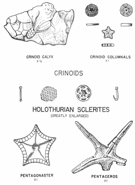 Fossil starfishes, crinoids, and holothurian sclerites.jpg