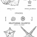 Fossil starfishes, crinoids, and holothurian sclerites