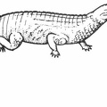 Phytosaur - Crocodile like reptile.jpg