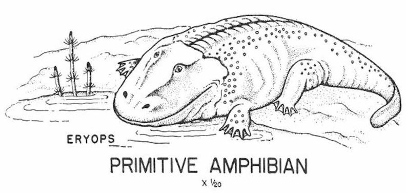 Primitive Amphibian.jpg