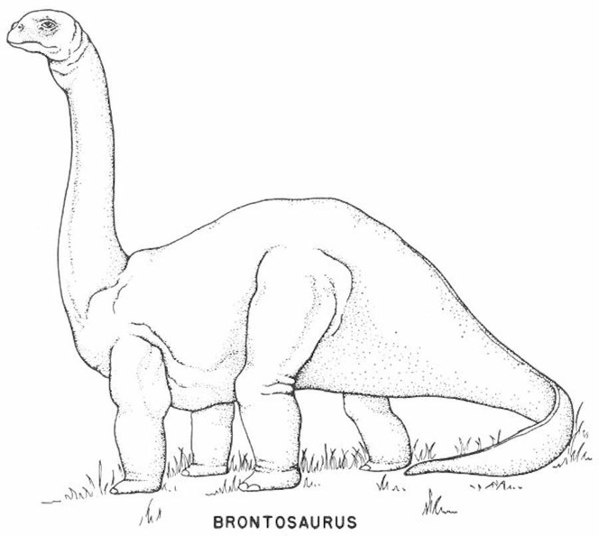 Saurischian dinosaurs - Brontosaurus.jpg