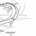 Swimming Reptiles - Mosasaur