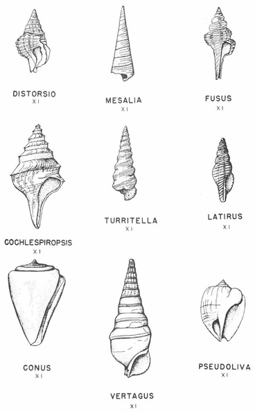 Tertiary gastropods.jpg