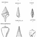 Tertiary gastropods