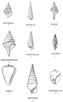 Tertiary gastropods