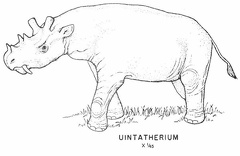 Tertiary mammals - Uintatherium