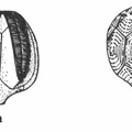 Two extinct attached echinoderms