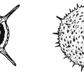 Typical radiolarians