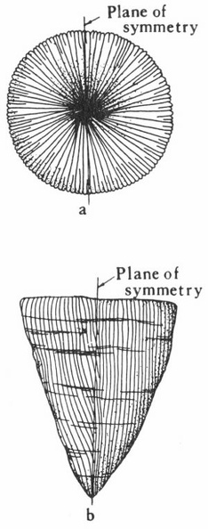 Types of symmetry in a fossil coral.jpg