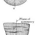 Types of symmetry in a fossil coral