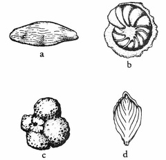 Typical Texas Foraminifera