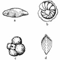 Typical Texas Foraminifera.jpg