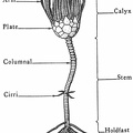 Typical modern crinoid