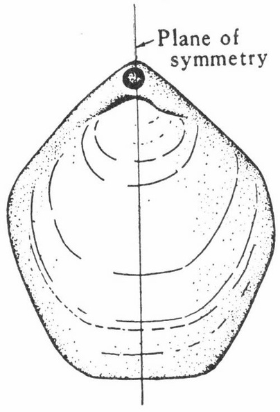 Bilateral symmetry in fossil brachiopod.jpg