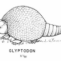 Cenozoic mammals - Glyptodon