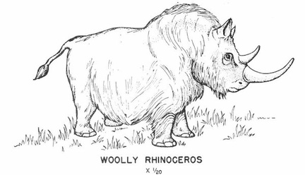 Cenozoic mammals - Woolly Rhinoceros