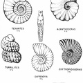 Cretaceous cephalopods