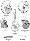 Cretaceous cephalopods