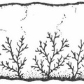 Dendrites—a typical pseudofossil