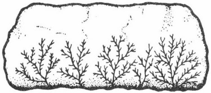 Dendrites—a typical pseudofossil