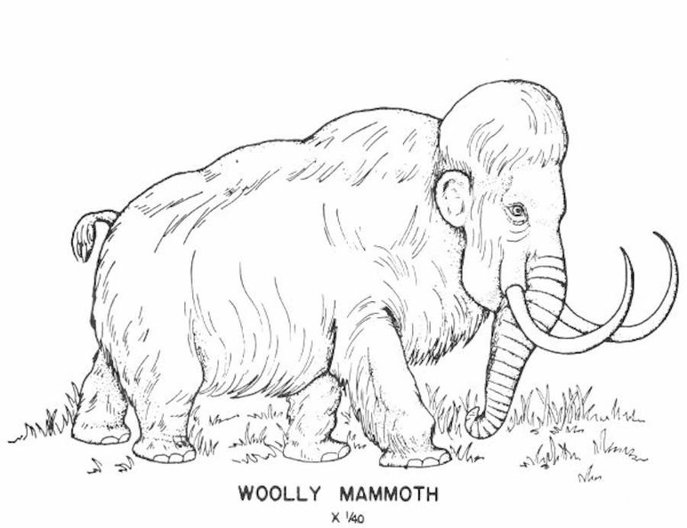 Cenozoic mammals - Woolly Mammothjpg.jpg