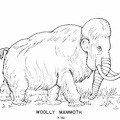 Cenozoic mammals - Woolly Mammothjpg