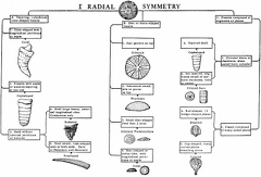 Fossil Identificaton Chart - I Radial Symmetry