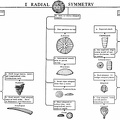 Fossil Identificaton Chart - I Radial Symmetry